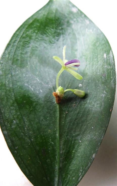Ruscus hypophyllum